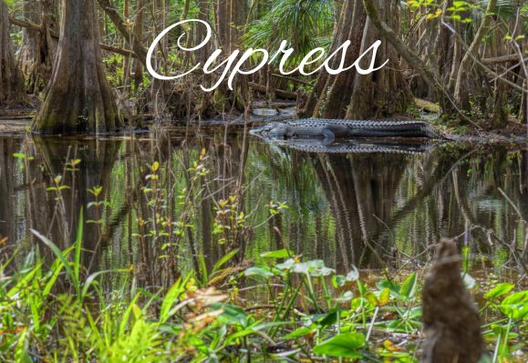  Cypress image